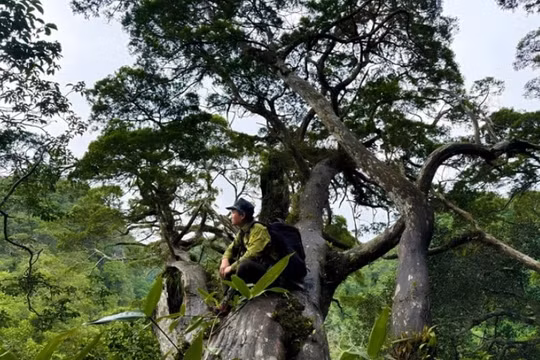 Quảng Trị xây dựng tour du lịch khám phá bách xanh đá Phong Nha - Kẻ Bàng