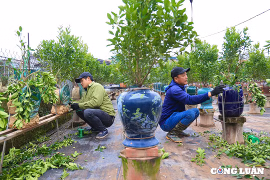 Người dân trồng quất cảnh Tứ Liên tất bật gò thế, tạo dáng cho cây sau Tết