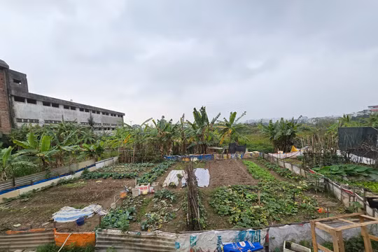 Hà Nội tập trung phát triển NƠXH, tại Long Biên một dự án vẫn chỉ trồng rau, nuôi gà, gây lãng phí