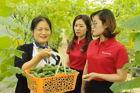 Dòng vốn ưu đãi 50.000 tỷ đồng từ Agribank: Tiếp sức sản xuất, đồng hành cùng triệu hộ kinh doanh