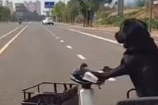 Chó lái xe gây sốt mạng xã hội Trung Quốc, chủ bị cảnh sát cảnh cáo