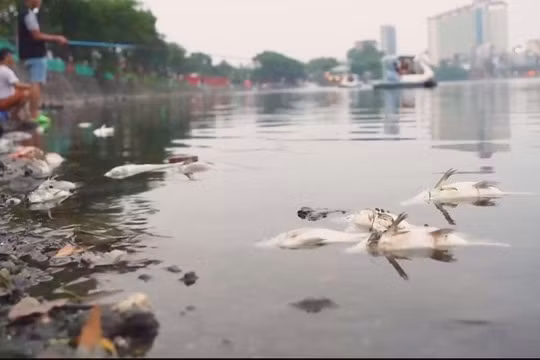 Hồ Trúc Bạch ô nhiễm nghiêm trọng, cá chết hàng loạt: Người dân lo ngại ảnh hưởng sức khỏe