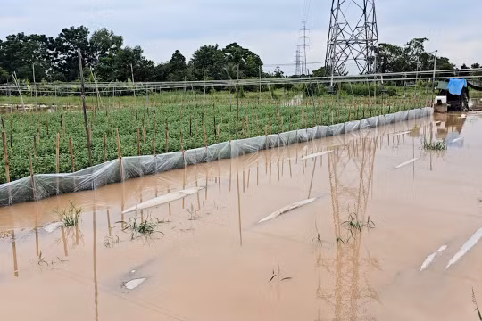 Hà Nội: Người dân Tây Tựu xót xa khi cánh đồng hoa hóa thành biển nước