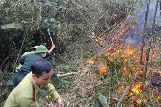 Thủ tướng yêu cầu khắc phục nhanh hậu quả vụ cháy rừng tại xã Hoàng Khai, tỉnh Tuyên Quang