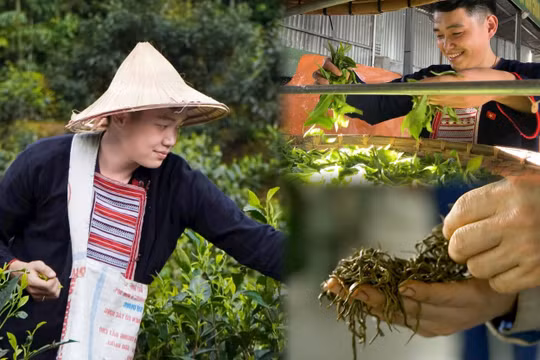 Chàng trai trẻ bỏ phố về quê phát triển thương hiệu trà cổ