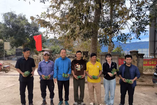 Kon Tum: Cấp phát hơn 3.300 cây giống sâm Ngọc Linh cho người nghèo