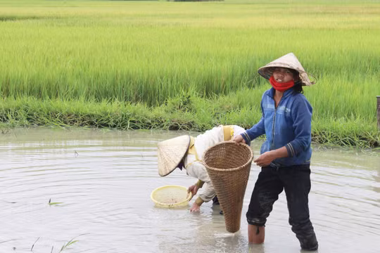 Đắk Lắk: Nhọc nhằn mưu sinh nghề mò hến bắt ốc ở hồ Lắk