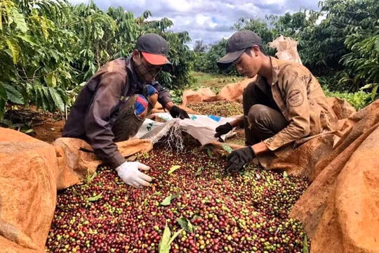 Giá nông sản hôm nay ngày 30/6/2025: Thị trường tạm chững