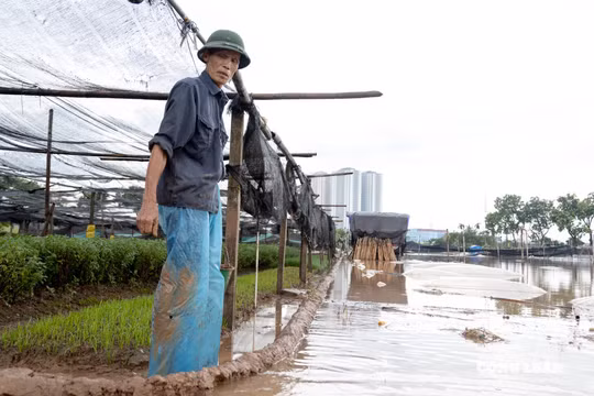 Làng hoa Tây Tựu một tháng hai lần căng mình chống ngập