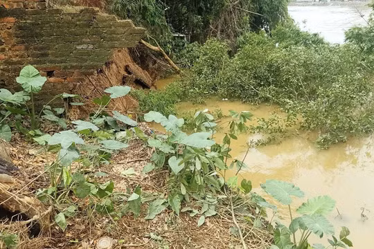 Bắc Ninh: Tiếp tục xuất hiện sạt lở trên đê tả sông Cầu, di dời khẩn cấp một số hộ dân