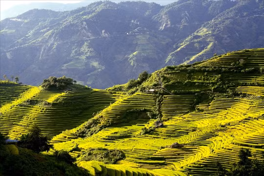 Mê mẩn bức tranh mùa vàng Dào San