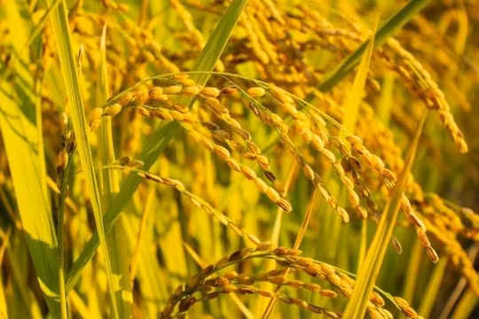 Giá lúa gạo hôm nay 30/10: Gạo xuất khẩu Việt Nam giữ vị thế dẫn đầu, Philippines có nguy cơ thiếu hụt gạo