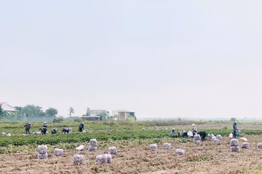 Gia Lai: Nông dân trúng đậm vì khoai lang được mùa, được cả giá