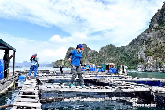 Nuôi trồng thủy sản ở Quảng Ninh: Vì sao ngư dân chưa "mặn mà" làm hồ sơ cấp phép?