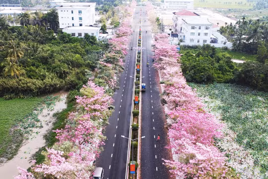 Sóc Trăng lần đầu tiên tổ chức lễ hội hoa kèn hồng