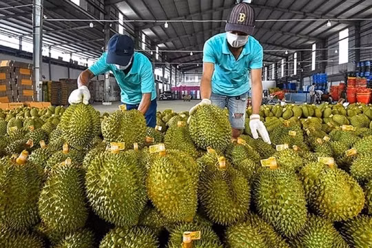 Việt Nam xuất khẩu sầu riêng sang Trung Quốc tăng gấp rưỡi