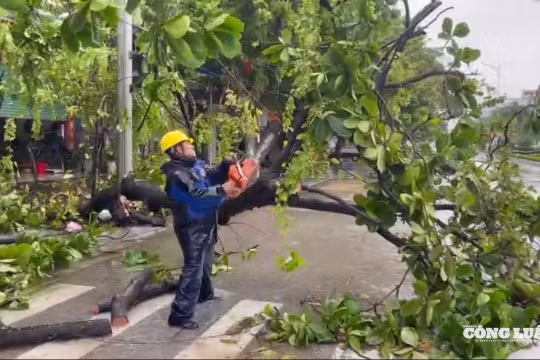 Thanh Hoá: Kịp thời dọn dẹp cây xanh bị đổ, gãy do bão số 3