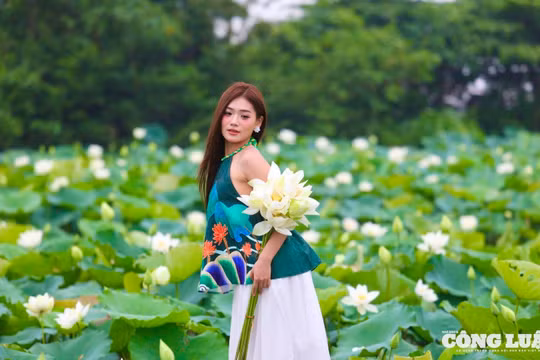 Chiêm ngưỡng đầm sen trắng tinh khôi ở ngoại thành Hà Nội