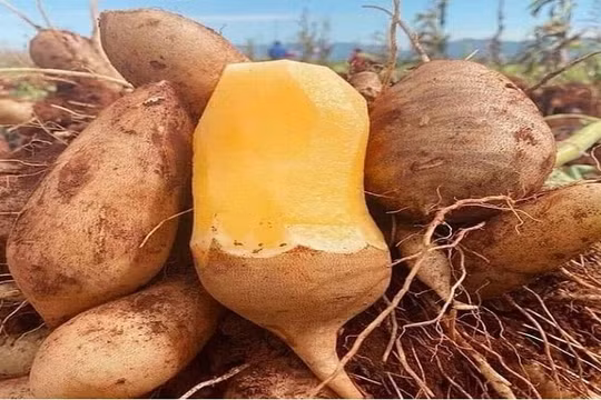 "Cơn sốt" khoai sâm đất qua đi, giá giảm mạnh