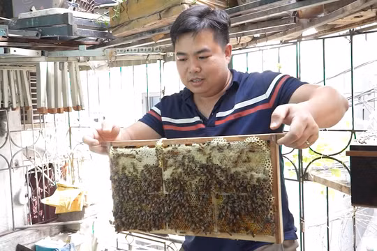 Chàng trai nuôi ong trên mái nhà: Tìm sự bình yên giữa lòng Thủ đô