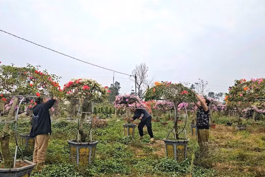 Nông dân làng hoa giấy Phù Đổng rộn ràng chuẩn bị vụ Tết