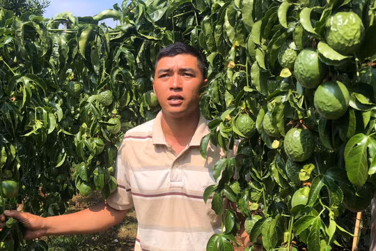 Gia Lai: Vợ chồng trẻ ứa nước mắt nhìn vườn chanh dây sai trĩu quả bị kẻ ác chặt lìa gốc