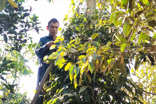 Ngày 25/12: Giá cà phê và hồ tiêu cùng tăng mạnh, nông dân không muốn bán cà phê