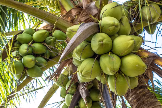 Dừa Việt Nam đang trở thành mặt hàng xuất khẩu giá trị cao