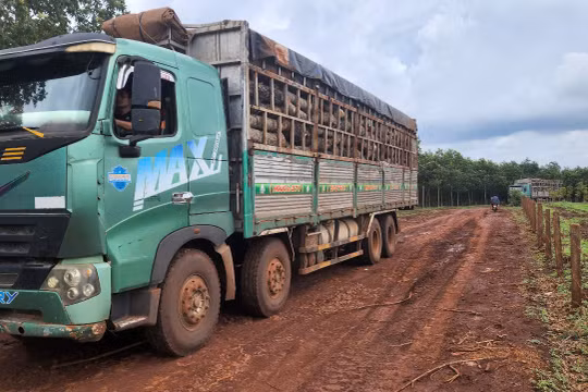 Gia Lai: Xe tải chở gỗ "giày xéo" đường dân sinh, người dân lập barie và camera giám sát