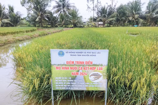 Bạc Liêu: Xây dựng và nhân rộng các mô hình khuyến nông hiệu quả