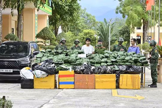 Bắt giữ đối tượng vận chuyển 240kg cần sa khô