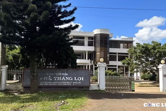Sai phạm tại Công ty Cà phê Thắng Lợi: Cần xử lý nghiêm trách nhiệm tổ chức, cá nhân có liên quan
