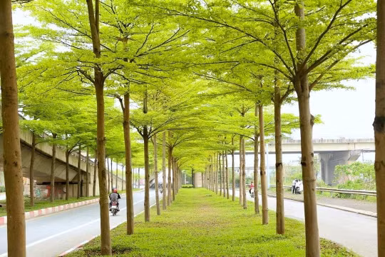 Ngắm vẻ đẹp của bàng lá nhỏ nơi Thủ đô tấp nập