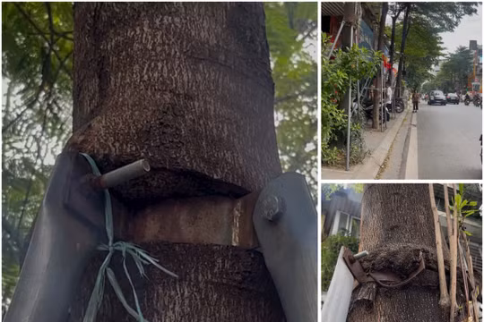 Hà Nội: Hàng trăm cây xanh phố Khâm Thiên bị 'giam cầm' bởi vòng sắt gỉ sét