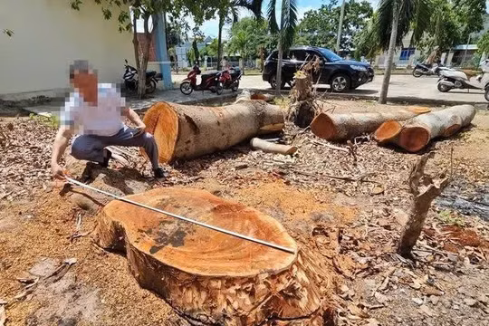Vụ cắt hạ hàng loạt cây cổ thụ trong trụ sở phường: Xử lý trách nhiệm tập thể lãnh đạo phường