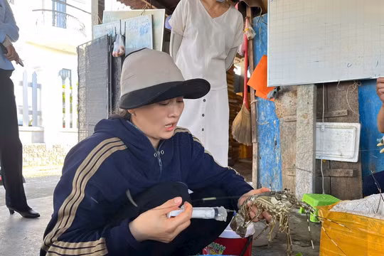 Phú Yên: Phát hiện cơ sở bơm tạp chất vào tôm hùm chết để lừa người mua