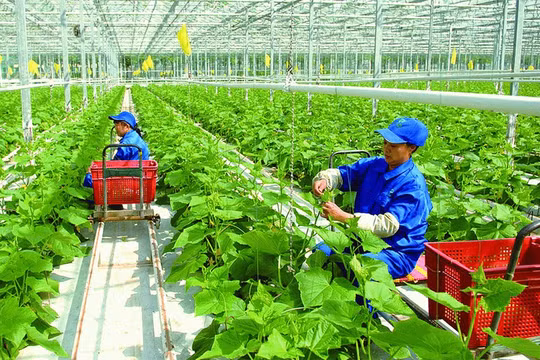 Hợp tác xã sản xuất nông nghiệp hữu cơ, tuần hoàn được vay tối đa 5 tỷ đồng không cần tài sản bảo đảm