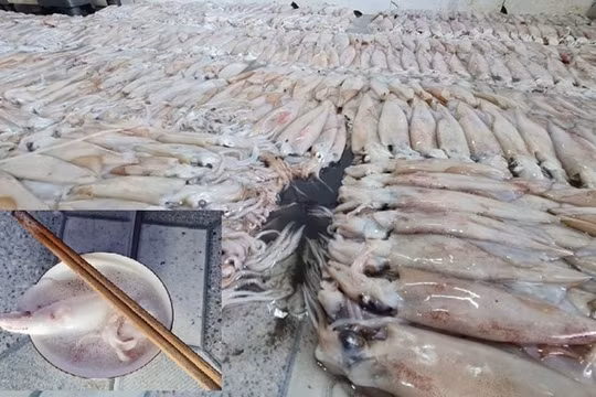 Thái Bình: Niêm phong trên 3,7 tấn hải sản chưa rõ nguồn gốc để phục vụ điều tra