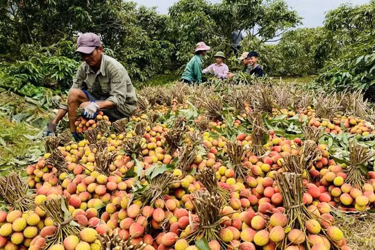 Quảng Ninh: Người dân được hỗ trợ tới 60 triệu đồng/ha khi bị ảnh hưởng bởi thiên tai