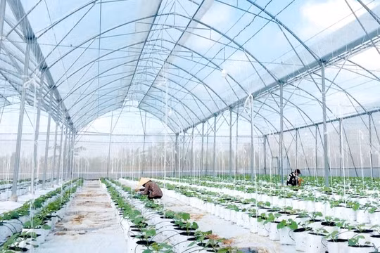 Cần Thơ chuyển mạnh sang nông nghiệp chất lượng cao, nâng giá trị gia tăng