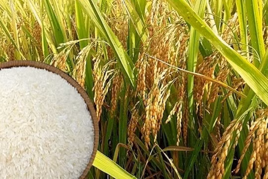 Kiểm tra liên ngành việc kinh doanh xuất khẩu gạo tại Đồng bằng sông Cửu Long