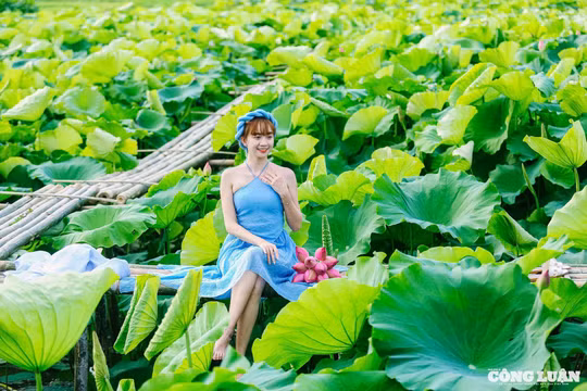 Giới trẻ 'đổ xô' đi chụp hình hoa sen nở sớm ở Hà Nội