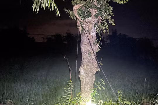 Gia Lai: 3 thanh niên đi bắn chim trong đêm, 2 người tử vong nghi do điện giật