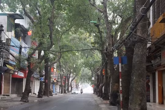 Hà Nội: Di chuyển, chặt hạ gần 100 cây xanh để làm đường Vành đai 1