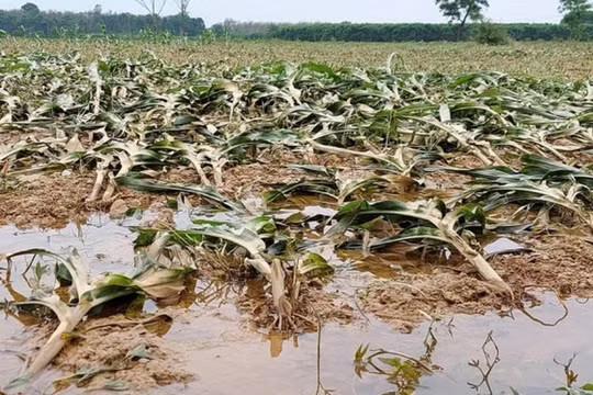 Khánh Hòa ban hành văn bản khẩn, yêu cầu chủ động ứng phó mưa bão