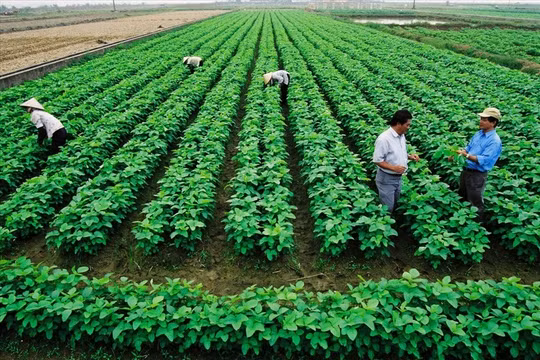 Chính phủ giảm 30% tiền thuê đất năm 2024