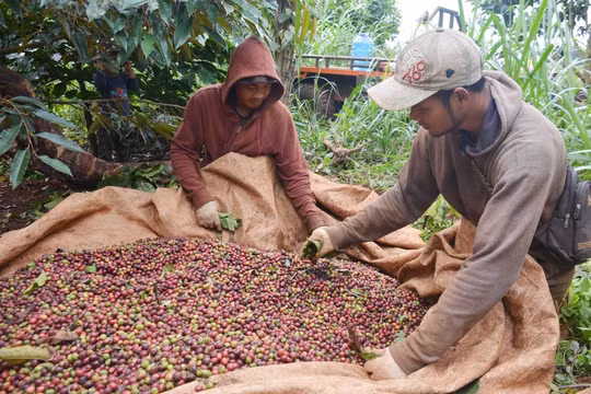 Giá nông sản hôm nay ngày 9/7/2025: Đồng loạt lao dốc