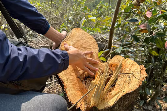'Máu rừng' vẫn chảy ở xứ Thanh