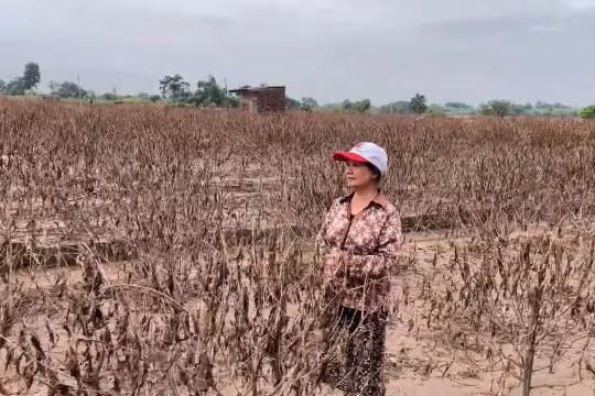 Người trồng đào Phú Thượng chưa kịp trả nợ nay lại trắng tay