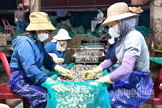 Mở đợt cao điểm toàn quốc chống buôn lậu, gian lận thương mại trong ngành thủy sản